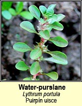 water-purslane (puirp�n uisce)