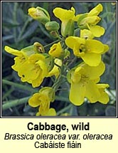 cabbage,wild (cab�iste fi�in)