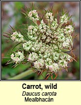 carrot,wild (mealbhac�n)