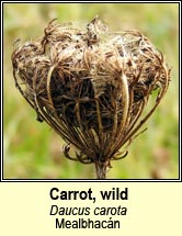 carrot,wild (mealbhac�n)