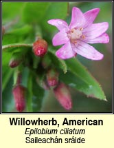 willowherb,american (saileach�n sr�ide)