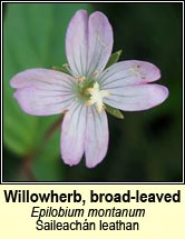 willowherb,broad-leaved (saileach�n leathan)