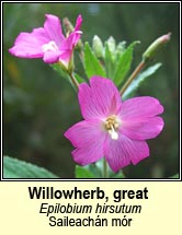 willowherb,greater (saileach�n m�r)