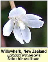 willowherb,new zealand (saileach�n sraoilleach)
