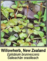 willowherb,new zealand (saileach�n sraoilleach)