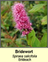 bridewort (br�deach)