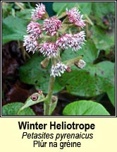 winter heliotrope (pl�r na gr�inne)
