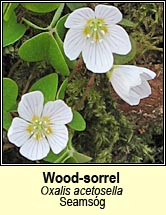 wood-sorrel (seams�g)