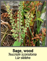 sage,wood (s�iste cnoic)