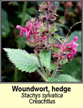 woundwort,hedge (cr�achtlus)