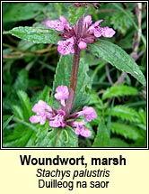 woundwort,marsh (cabhsad�n)