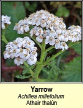 yarrow (athair thal�n)