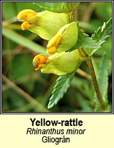 yellow rattle (gliogr�n)