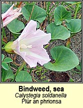 bindweed,sea (pl�r an phrionsa)