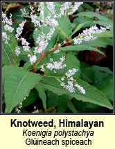 knotweed,himalayan (gl�ineach spiceach)
