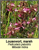 lousewort,marsh (milse�n m�na)
