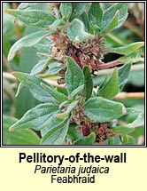 pellitory-of-the-wall (feabhra�d)