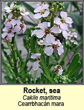 rocket,sea (cearrbhac�n mara)