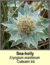 sea holly (cuileann tr�)