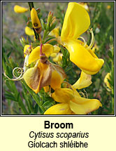 broom (giolcach sl�ibhe)