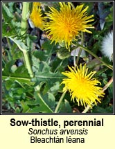 sow-thistle,perennial (bleacht�n l�ana)