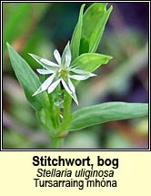 stitchwort,bog (tursain�n mh�na)