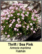 thrift (rabh�n)