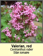 valerian,red (sl�n iomaire)