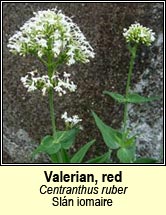 valerian,red (sl�n iomaire)