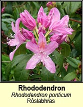 rhododendron (r�slabhras)