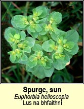 spurge,sun (lus na bhfaithn�)