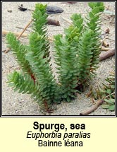 spurge,sea (bainne l�ana)