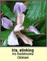 iris,stinking (gl�iriam)