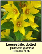 loosestrife,dotted (breall�n dl�th)