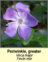 periwinkle,greater (an finc�n mor)