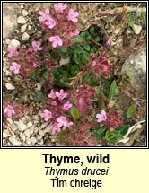 thyme,wild (t�m chreige)