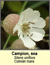 campion,sea (coire�n mara)