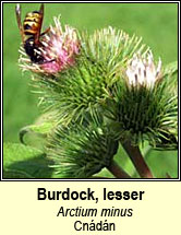 burdock,lesser (cn�d�n)