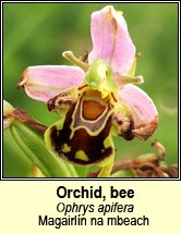 orchid,bee (magairl�n na mbeach)