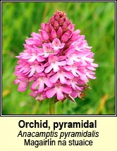 orchid,pyramidal (magairl�n na stuaice)