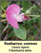 restharrow (fr�amhacha tairne)
