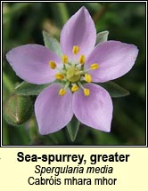 sea-spurrey,greater (cabr�is mhara mh�r)