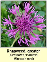 knapweed,greater (m�nscoth mhor)