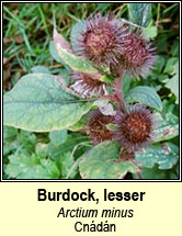 burdock,lesser (cn�d�n)