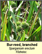 bur-reed,branched (r�sheisc)