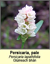 persicaria,pale (ghl�ineach bh�n)
