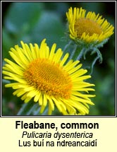 fleabane,common (lus b�i na ndreancaidi)
