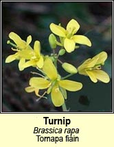 turnip (tornapa fi�in)