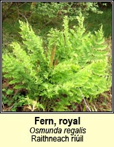 fern,royal (raithneach r��il)
