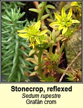 stonecrop,reflexed (graf�n crom)